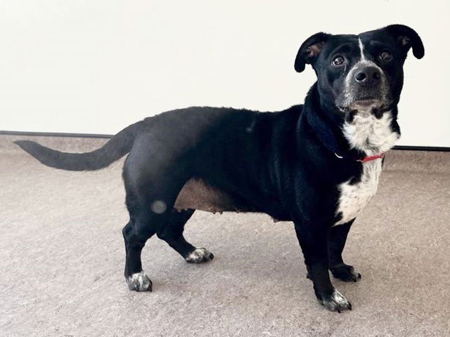 adoptable Dog in Saint Louis, MO named BETSY