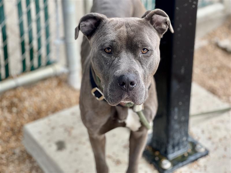 adoptable Dog in Saint Louis, MO named SUNDAY