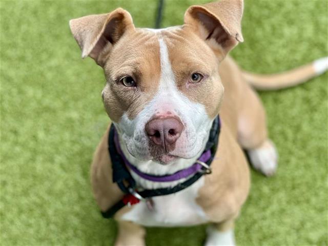 adoptable Dog in Saint Louis, MO named SCHNUCKS