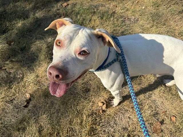 adoptable Dog in Saint Louis, MO named KANE