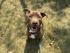 adoptable Dog in , MO named CREED