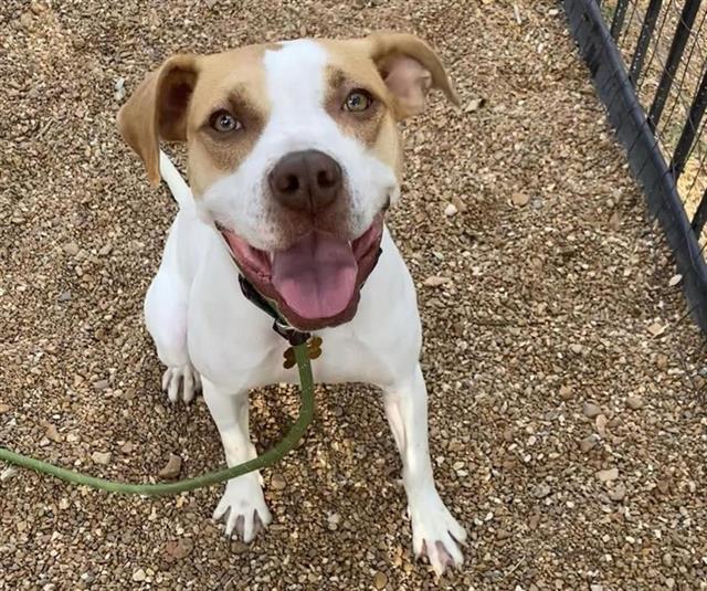 adoptable Dog in Saint Louis, MO named HAZEL