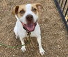 adoptable Dog in , MO named HAZEL