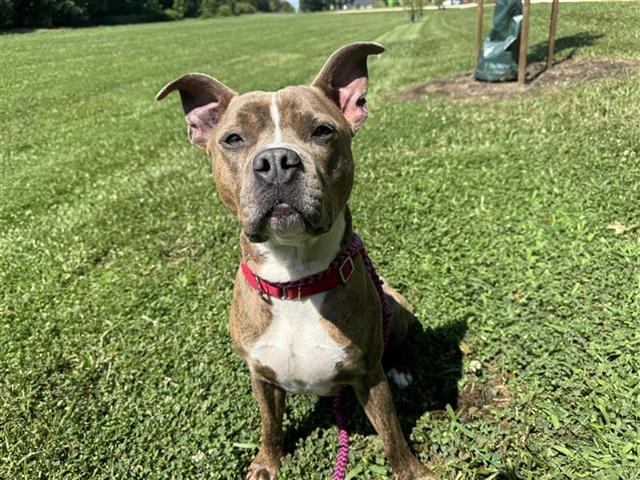 adoptable Dog in Saint Louis, MO named RHINO