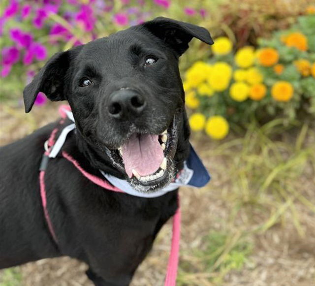 adoptable Dog in Saint Louis, MO named ARLINGTON