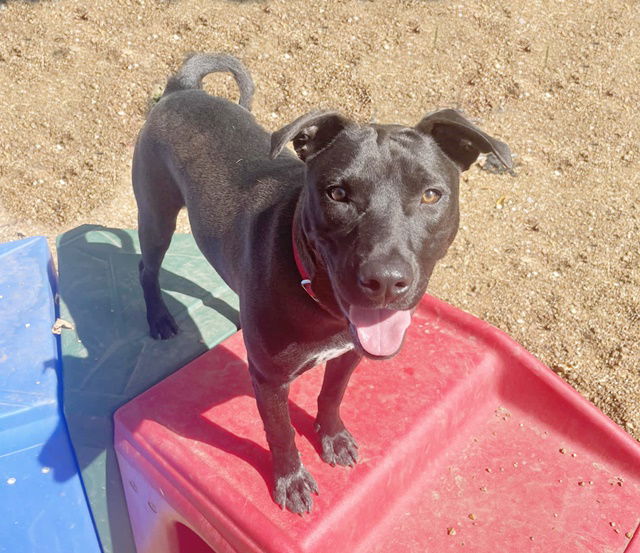 adoptable Dog in Saint Louis, MO named GEORGIE