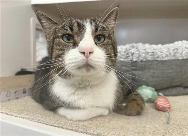 adoptable Cat in Saint Louis, MO named PERKINS