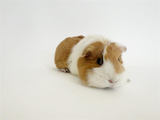 adoptable Guinea Pig in Saint Louis, MO named HONEY