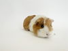 adoptable Guinea Pig in Saint Louis, MO named HONEY