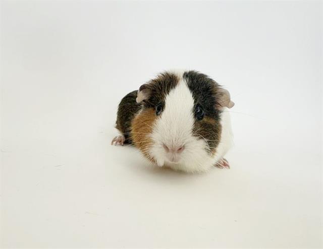 adoptable Guinea Pig in Saint Louis, MO named CARAMEL