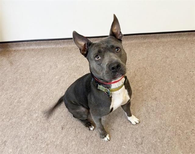 adoptable Dog in Saint Louis, MO named DIAMOND