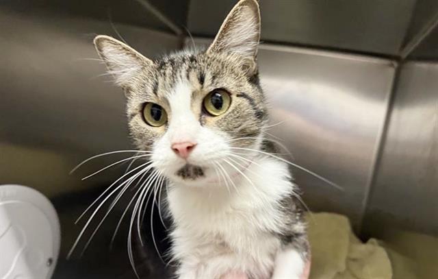 adoptable Cat in Saint Louis, MO named BATON ROUGE