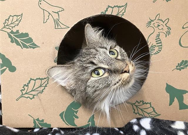 adoptable Cat in Saint Louis, MO named RALEIGH