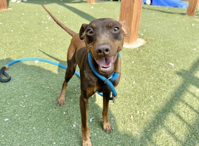 adoptable Dog in Saint Louis, MO named ZEPLIN