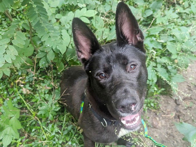 adoptable Dog in Saint Louis, MO named SHADE