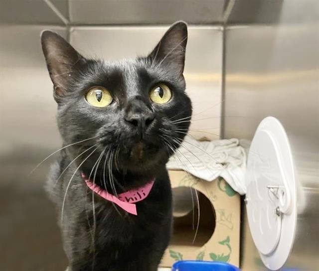 adoptable Cat in Saint Louis, MO named CHILI