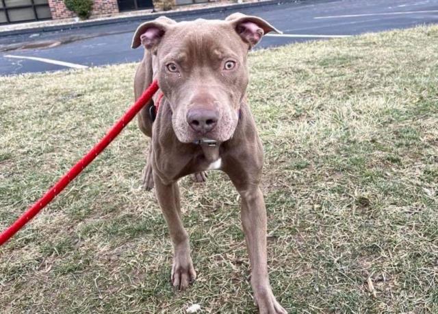 adoptable Dog in Saint Louis, MO named MILEY