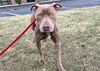 adoptable Dog in Saint Louis, MO named MILEY