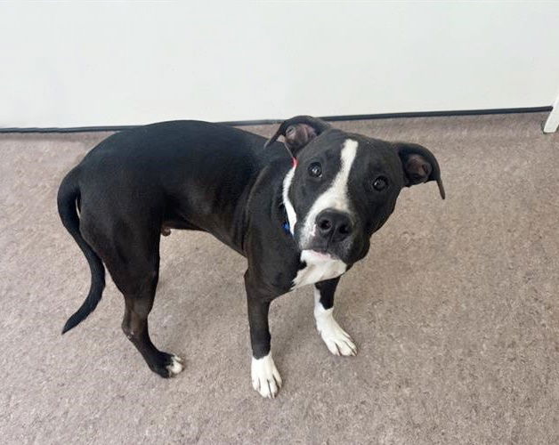 adoptable Dog in Saint Louis, MO named TRENCHIE