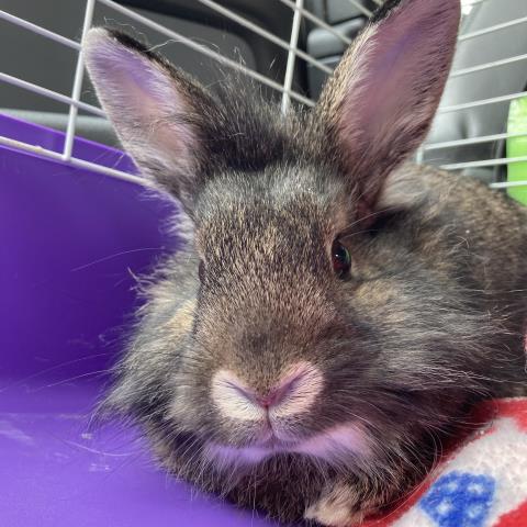 adoptable Rabbit in Saint Louis, MO named BERRY