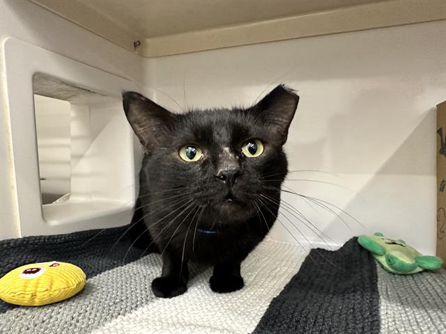 adoptable Cat in Saint Louis, MO named ROCKY