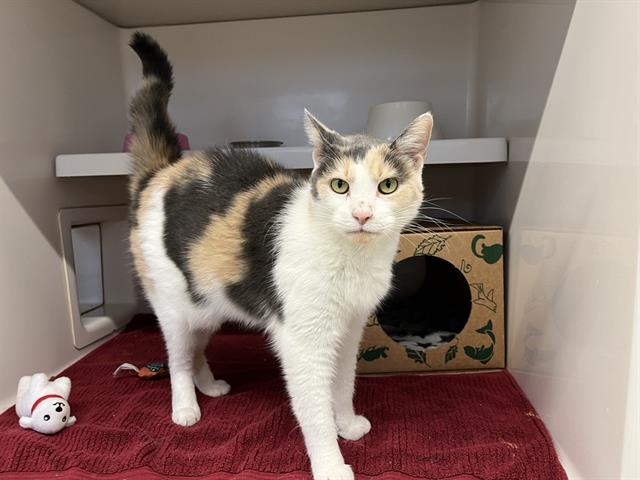 adoptable Cat in Saint Louis, MO named ADDIE