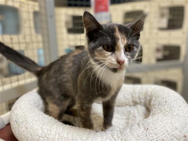 adoptable Cat in Saint Louis, MO named MARSHA