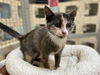 adoptable Cat in , MO named MARSHA