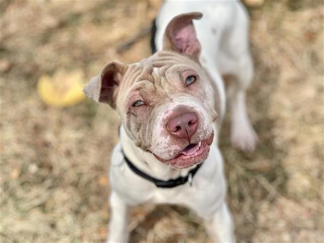 adoptable Dog in Saint Louis, MO named MISSY