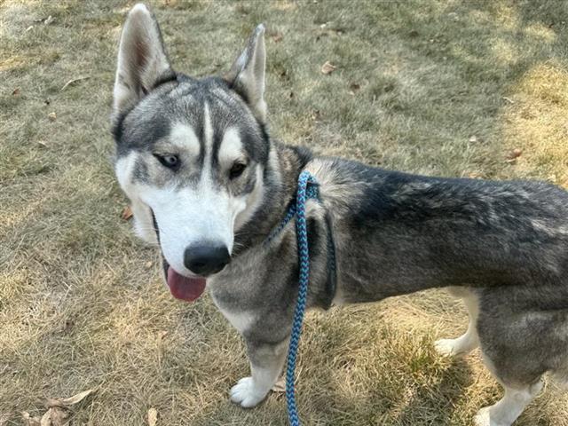 adoptable Dog in Saint Louis, MO named LOBO