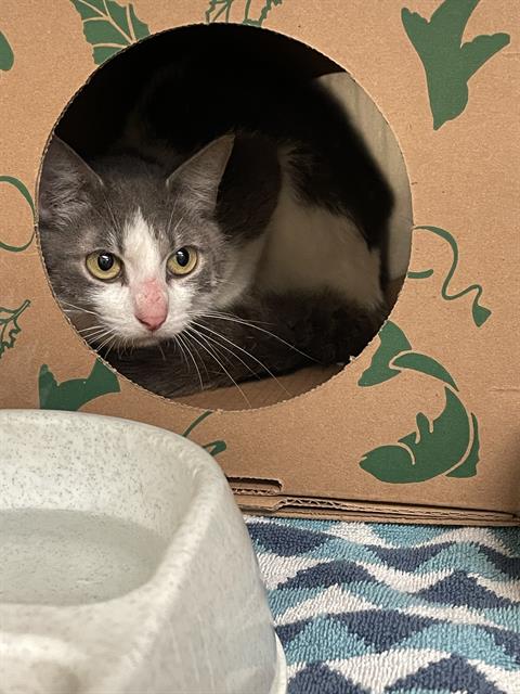 adoptable Cat in Saint Louis, MO named FREDRICK