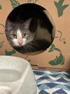 adoptable Cat in , MO named FREDRICK