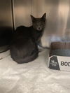 adoptable Cat in , MO named TOPEKA