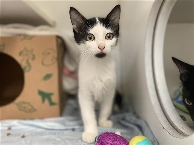 adoptable Cat in Saint Louis, MO named SQUEAKS