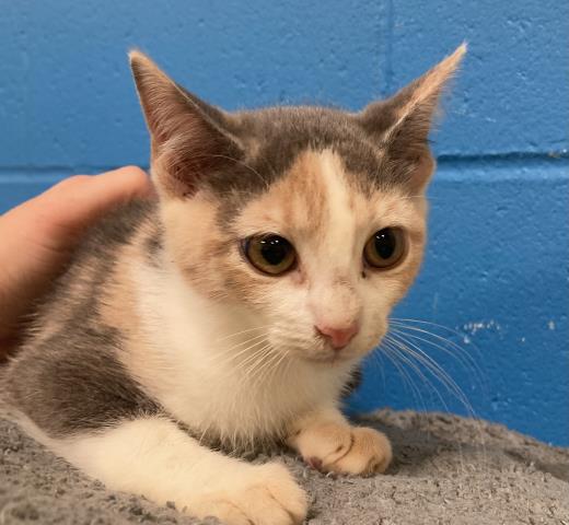 adoptable Cat in Saint Louis, MO named BISON