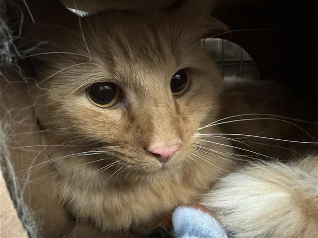 adoptable Cat in Saint Louis, MO named SIMBA