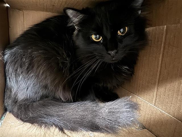 adoptable Cat in Saint Louis, MO named LINX