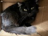 adoptable Cat in , MO named LINX