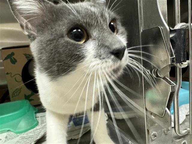 adoptable Cat in Saint Louis, MO named ALASTAIR