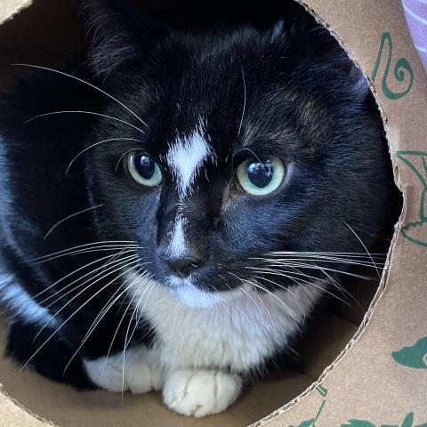 adoptable Cat in Saint Louis, MO named PHILLIP