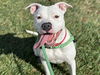 adoptable Dog in , MO named ROXIE HART