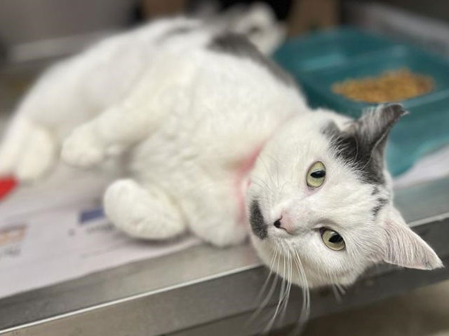 adoptable Cat in Saint Louis, MO named PRETTY GIRL