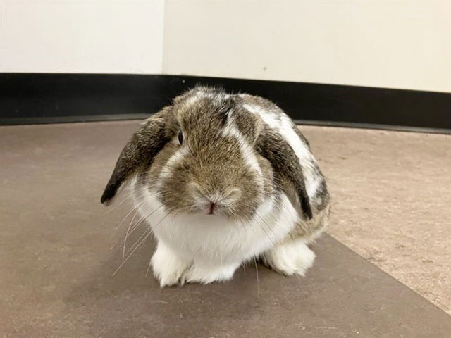 adoptable Rabbit in Saint Louis, MO named COCO