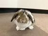 adoptable Rabbit in , MO named COCO