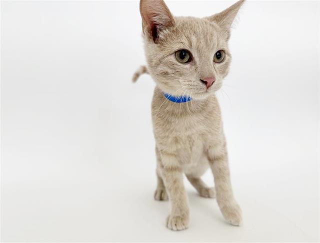 adoptable Cat in Saint Louis, MO named CHEDDAR