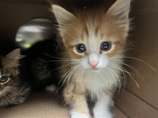 adoptable Cat in Saint Louis, MO named MONTANA