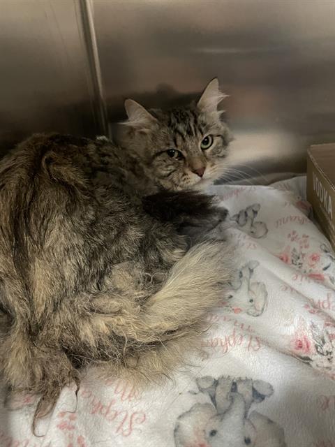 adoptable Cat in Saint Louis, MO named DOVER