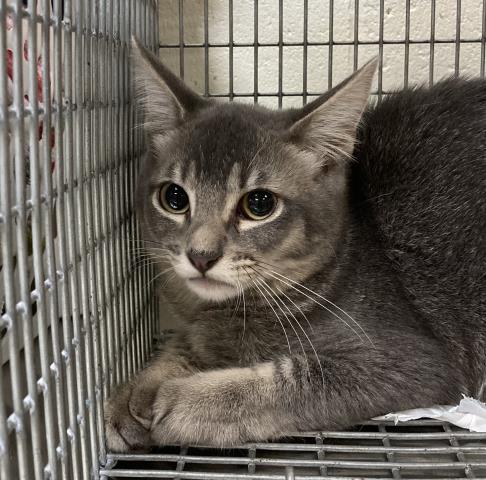 adoptable Cat in Saint Louis, MO named ART