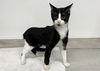 adoptable Cat in , MO named TUX