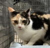 adoptable Cat in , MO named CATRINA